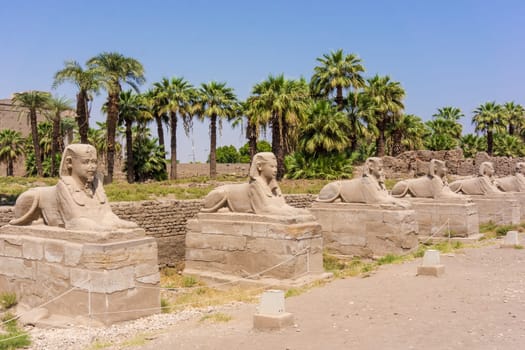 Egyptian sphinxes