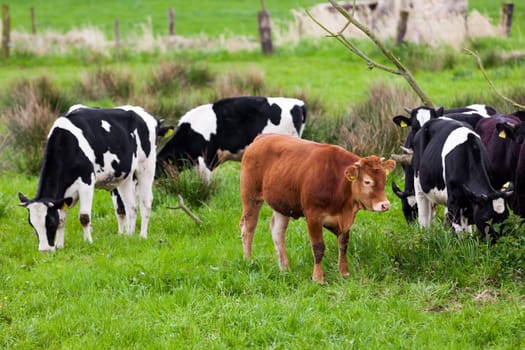 Herd of cows.  Cows on the field