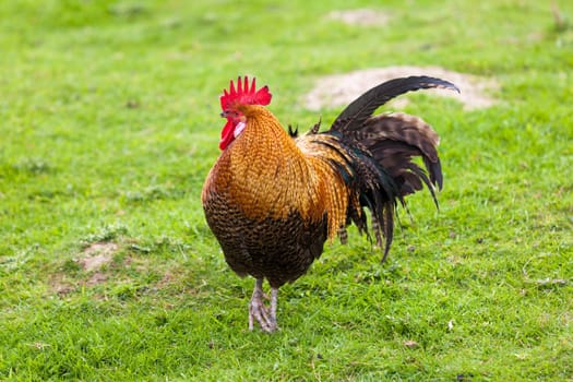 Rooster