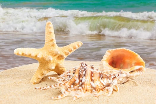 sandy beach.  Starfish on the Beach.  Summer Time