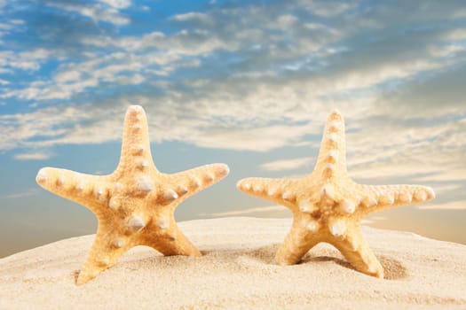 sandy beach.  Starfish on the Beach.  Summer Time