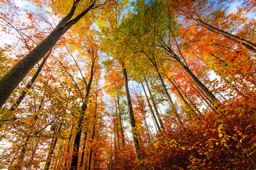 Autumn Trees Leaves.  Autumn landscape