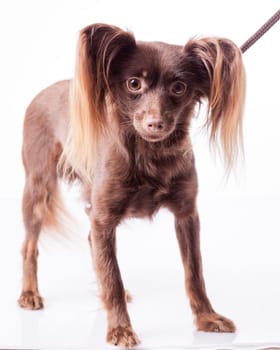 cute Russian toy terrier  on a white background