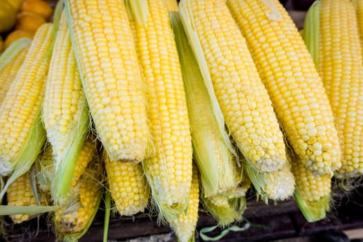 fresh corn. Corn for sale at farmers market