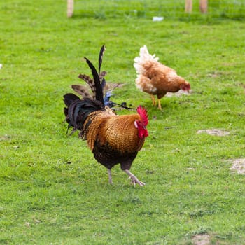 Rooster
