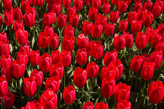 Tulip. Beautiful bouquet of tulips. colorful tulips. tulips in spring,colourful tulip