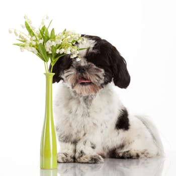 Shih Tzu puppy