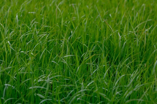 Background of a green grass. Green grass texture