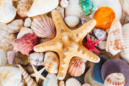 Summer background.  Sea shells with sand as background