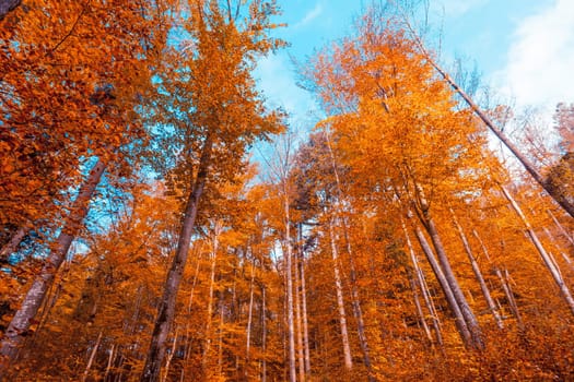 Beautiful autumn forest.  Autumn Landscape. Park in Autumn