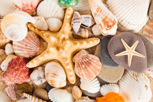 sea shells background