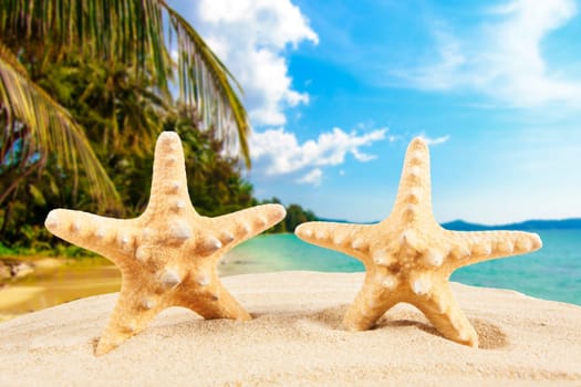 Summer concept.  starfish on a beach