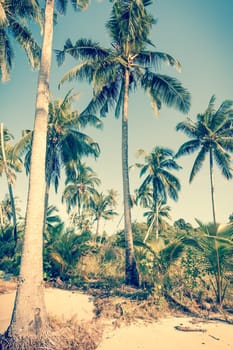 Vintge Palm Trees. palm trees in vintage style. Palm trees  vintage toned