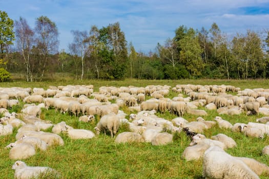 Flock of sheep grazing.  sheep in meadow.