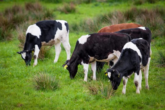 Herd of cows. Cows on a green field. Cows on the field