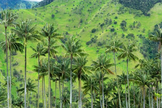 View of wax palm trees in Quindio department near Salento, Colombia