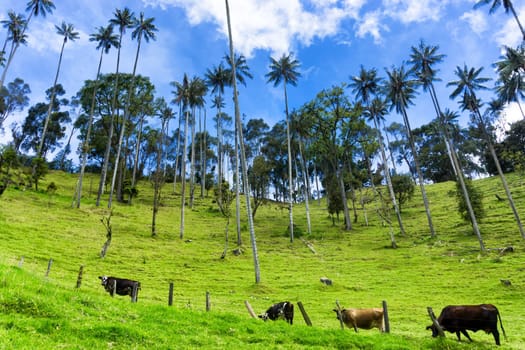 Cows grazing next to wax palm trees near Salento, Colombia
