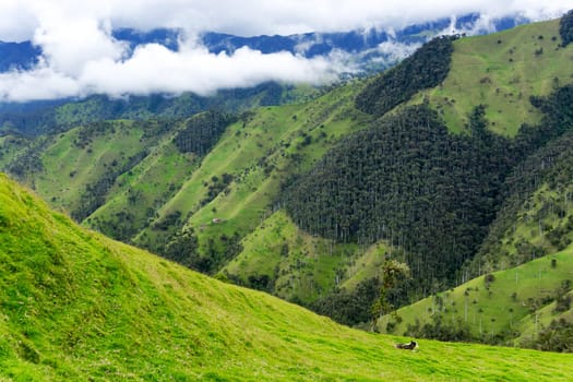 Cow on a hill with a view of wax palm trees near Salento, Colombia