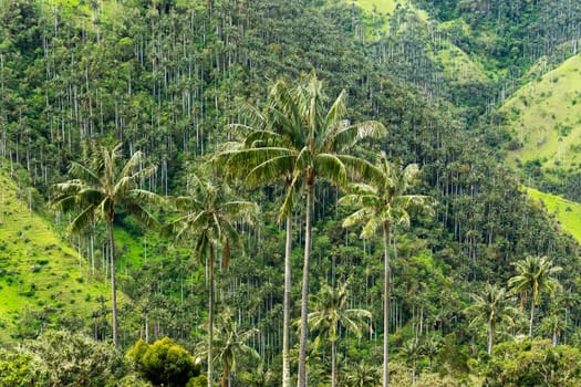 Wax palm trees with a forest of wax palm trees in the background near Salento, Colombia