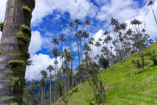 Wax palm trees on a hill near Salento, Colombia with a beautiful sky