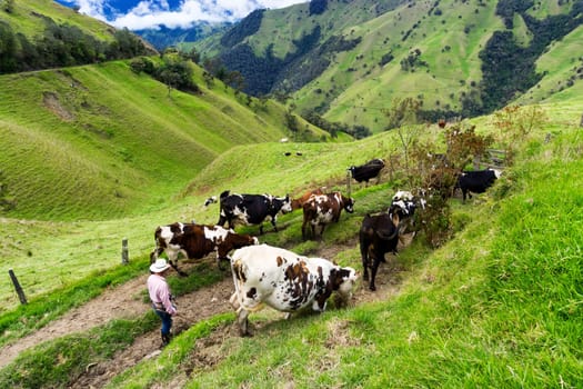 Farmer and cows in Quindio department near Salento, Colombia