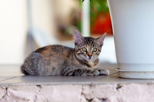 Little cat