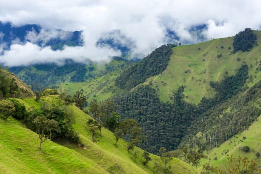 Cloud covered hills and wax palm trees near Salento, Colombia
