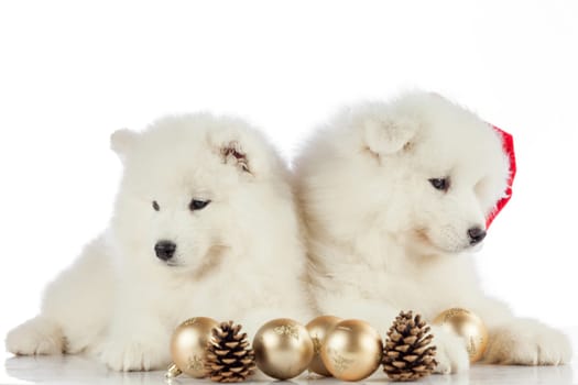 puppies portrait.  new year concept, christmas concept