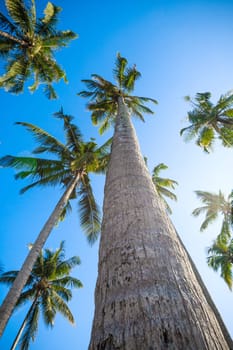 nice palm trees in the blue  sky.  Coconut palm trees.  palm tree perspective view from floor high up