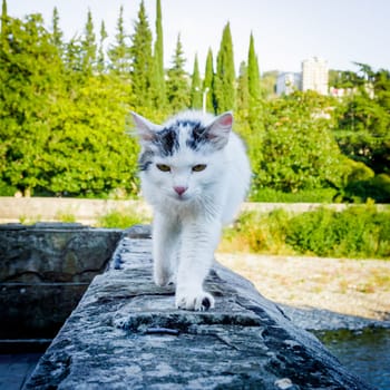 Street cat.   white homeless cat outdoors sitting alone