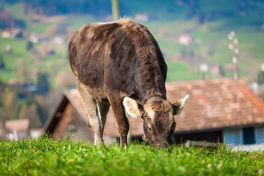cow on a green summer meadow. Cows on a green field. Swiss cow