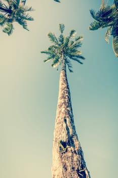 Vintge Palm Trees. palm trees in vintage style. Palm trees  vintage toned