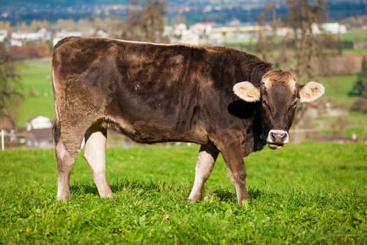 cow on a green summer meadow. Cows on a green field. Swiss cow