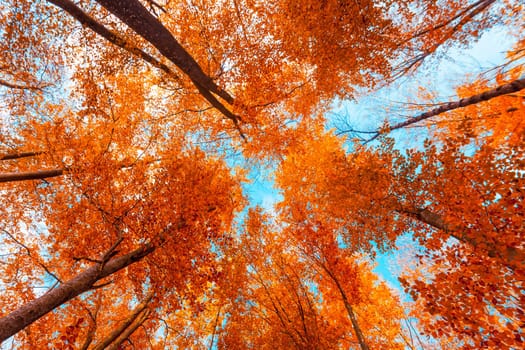 Beautiful autumn forest.  Autumn Landscape. Park in Autumn