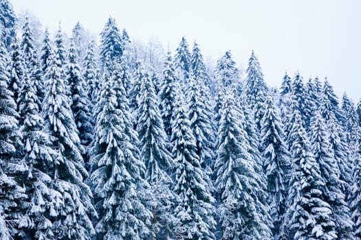 winter snow covered tree . Winter beautiful landscape. winter background