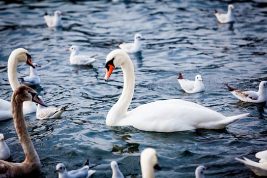 White Swan on the Lake.  Swan on water. Mute swan