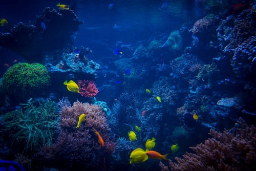 tropical fishes meet in blue coral reef sea water aquarium. Underwater paradise. beautiful underwater world