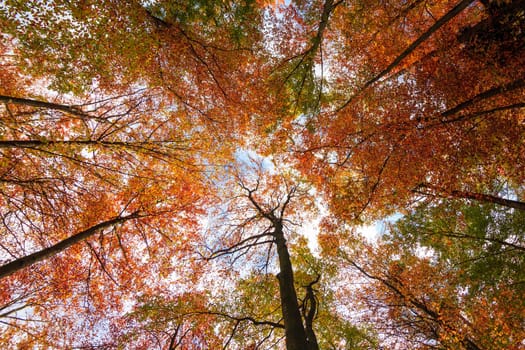 Autumn Trees Leaves.  Autumn landscape