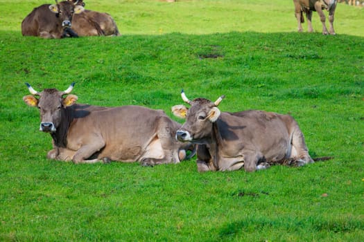 cows in a grassy field. Herd of cows. Cows on the field