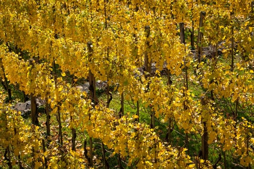 Vineyard on autumn season. Grape field