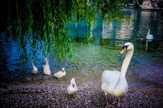 Mute Swan. Beautiful young swans in lake