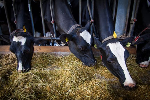 cows in a farm.  Dairy cows .