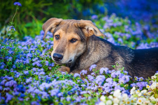 Dog in the flowers. Dog Portrait