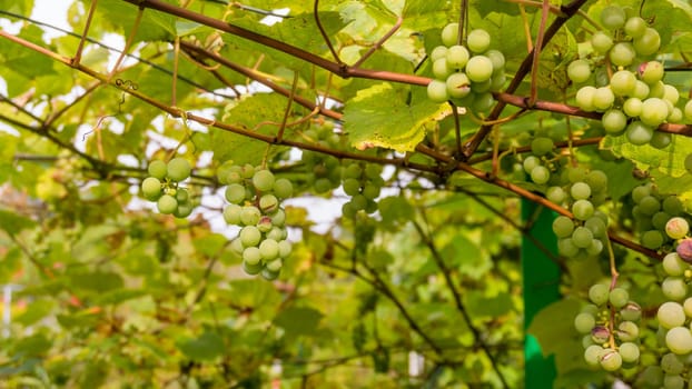 Ripe Bunche of White Wine Grapes.  Grape. Grape harvest. Grape pattern. Grape background. Green grape. White grapes