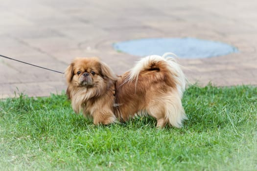 beautiful pekingese on grass