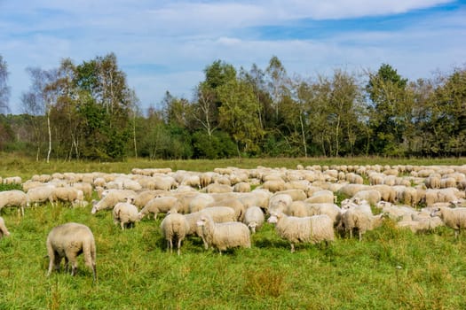 Flock of sheep grazing.  sheep in meadow.