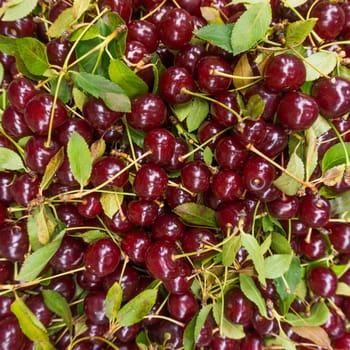 Background of ripe cherries.  Cherry selection