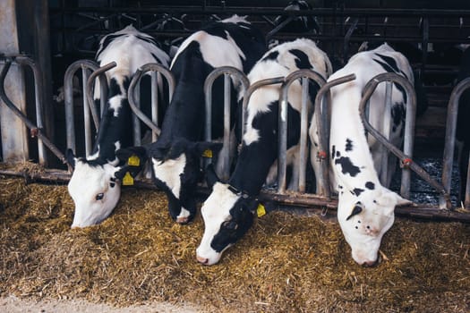 cows in a farm.  Dairy cows .