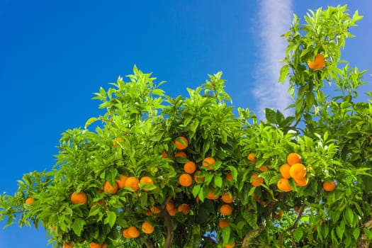Orange tree. oranges hanging on branch, orange orchard