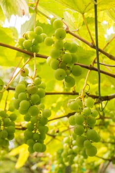Ripe Bunche of White Wine Grapes.  Grape. Grape harvest. Grape pattern. Grape background. Green grape. White grapes